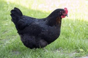 poule harco