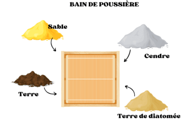 Les bains de poussière pour les poules : un indispensable pour leur bien-être