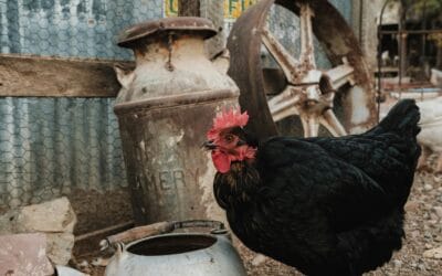 L’eau pour les poules : tout ce qu’il faut savoir pour garantir leur bien-être
