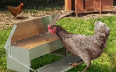 La Mangeoire Automatique pour Poules : Simplifiez l’Élevage de Vos Volailles !