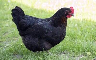 La poule Harco : un trésor pour votre basse-cour