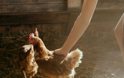 Poule et diarrhée : causes, traitements et prévention