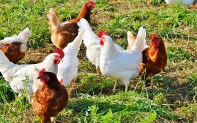 Combien coûte une poule ? Prix, facteurs et conseils pour bien acheter