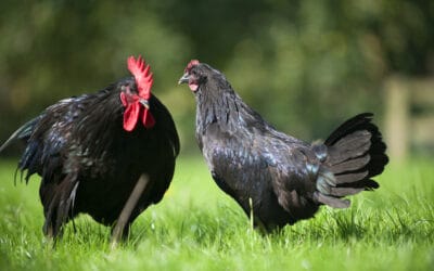 La Poule de Janzé : Tout Savoir sur cette Race Unique et Ses Qualités