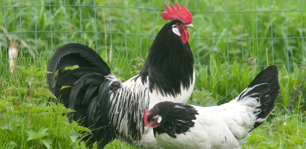 poule noire et blanche