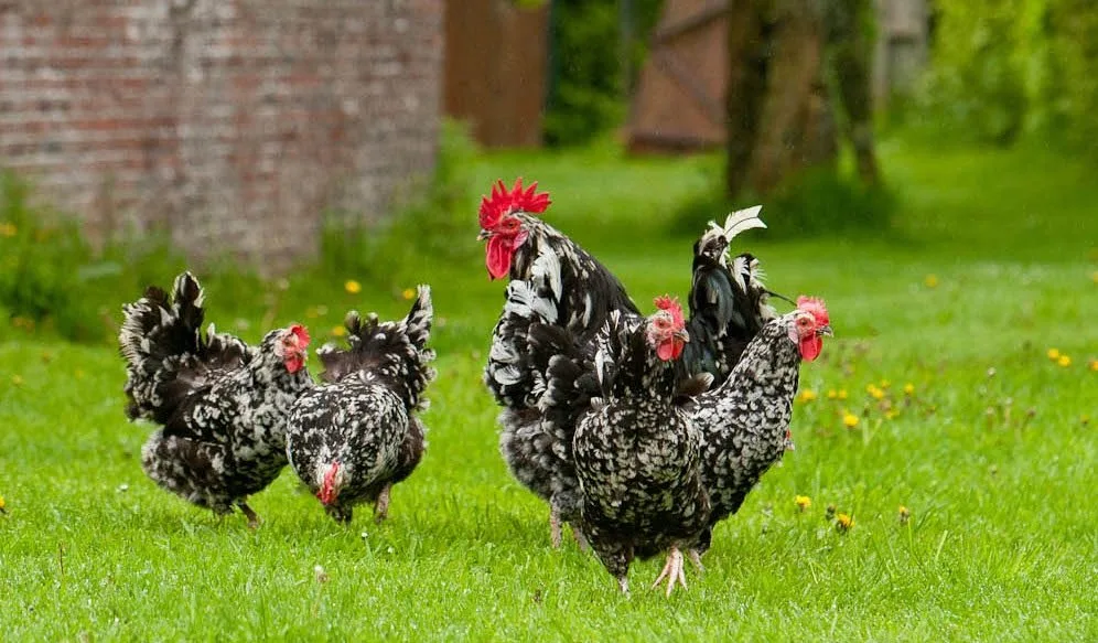 poule gournay
poule noire et blanche