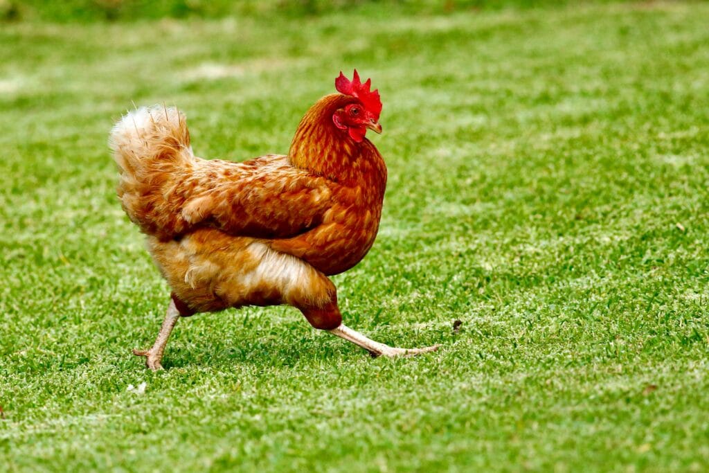 poule qui ne tient plus sur ses pattes