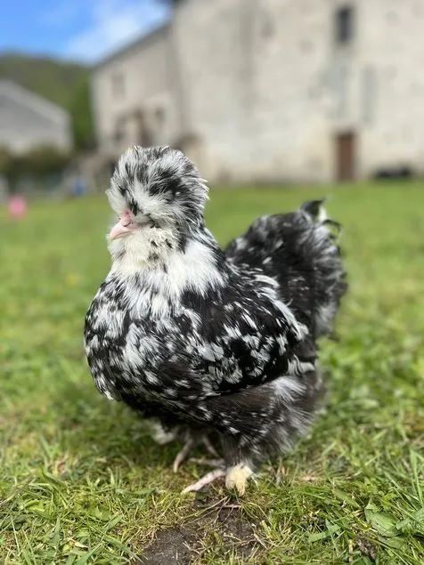 poule noire et blanche