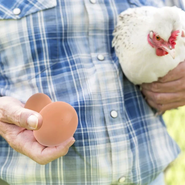 Faux œufs pour poules – Lot de 6 ou 12 œufs factices pour stimuler la ponte – Image 3