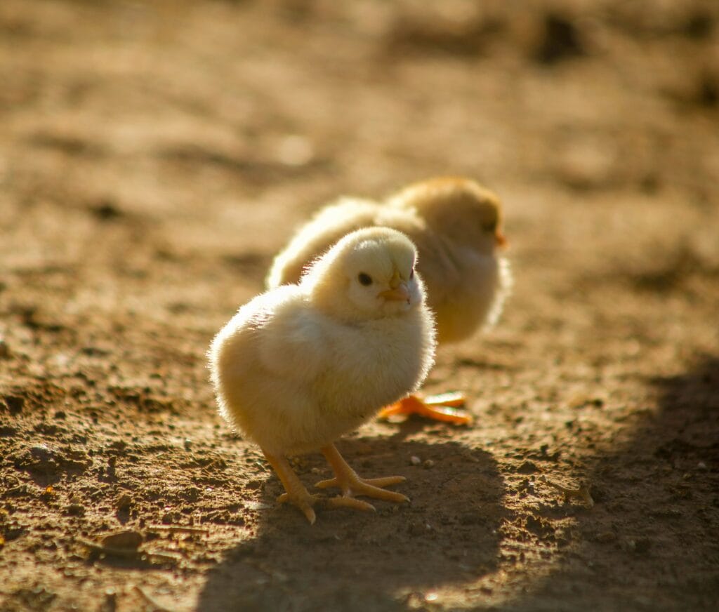 intégrer une nouvelle poule