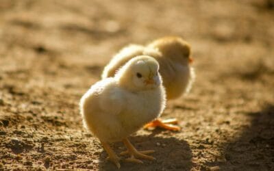 Intégrer une nouvelle poule dans un poulailler : les étapes clés pour éviter les conflits
