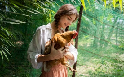 Intégrer une poule de réforme : réussir l’arrivée sans stress