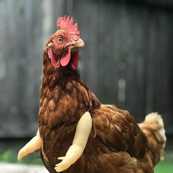 Bras pour poule – Accessoire drôle & original pour vos cocottes – Image 28