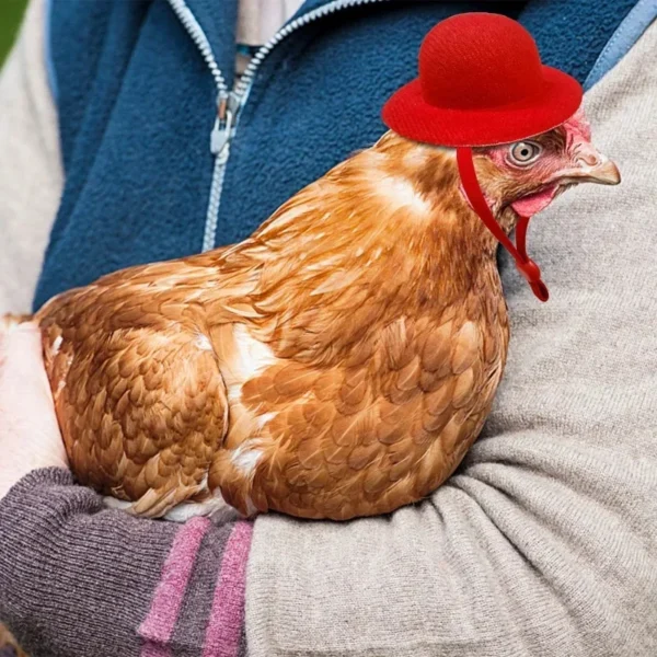 Chapeau rigolo pour poule – Accessoire déco pour vos cocottes – Image 4