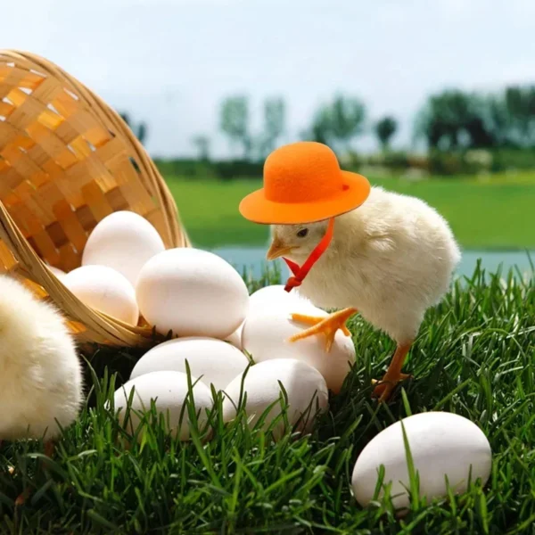 Chapeau rigolo pour poule – Accessoire déco pour vos cocottes – Image 5