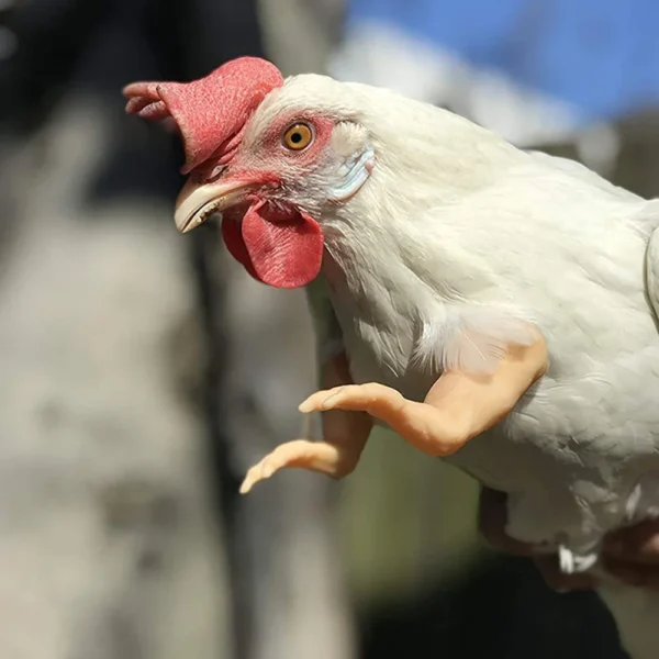 Bras pour poule – Accessoire drôle & original pour vos cocottes – Image 24