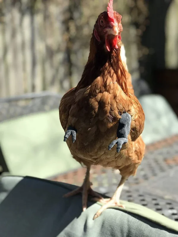 Bras pour poule – Accessoire drôle & original pour vos cocottes – Image 19
