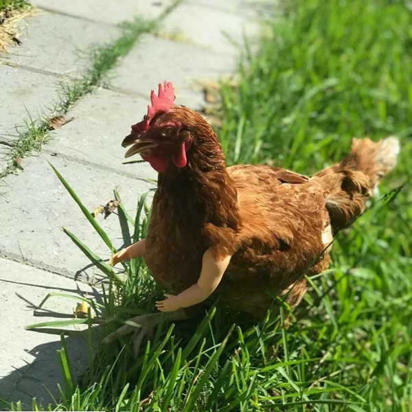 Bras pour poule – Accessoire drôle & original pour vos cocottes – Image 20