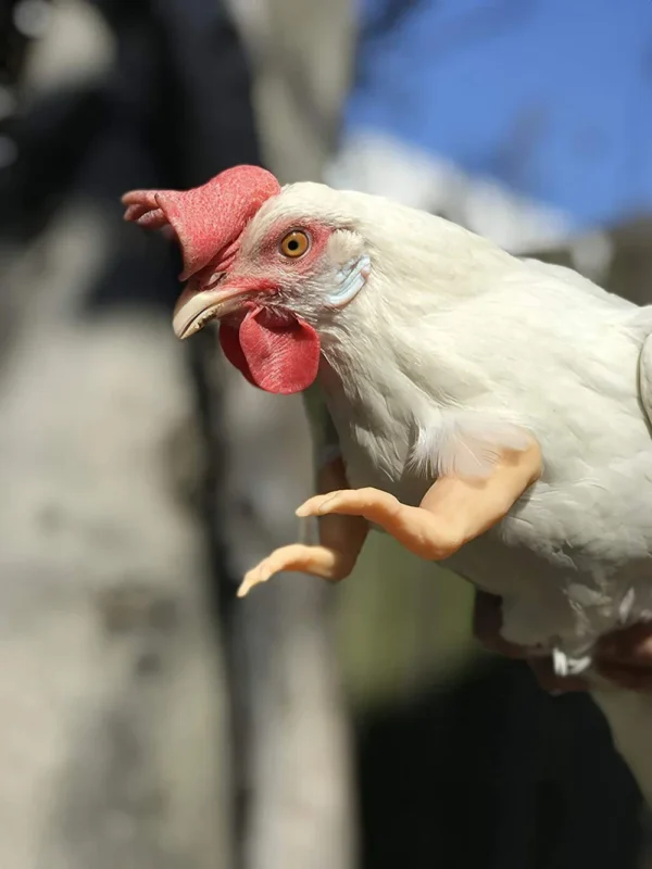 Bras pour poule – Accessoire drôle & original pour vos cocottes – Image 18