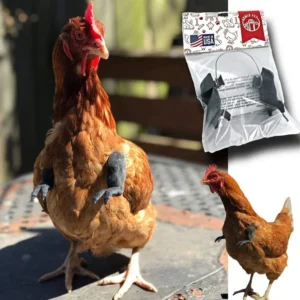Bras pour poule – Accessoire drôle & original pour vos cocottes