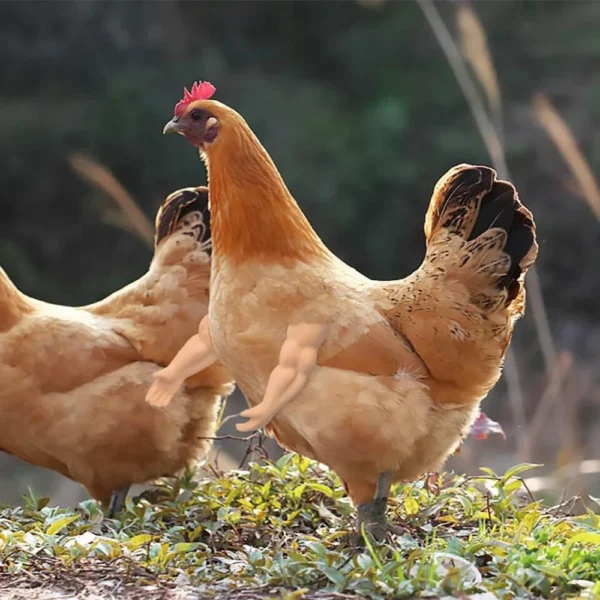 Bras pour poule – Accessoire drôle & original pour vos cocottes – Image 15