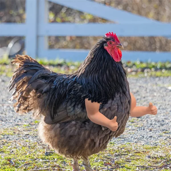 Bras pour poule – Accessoire drôle & original pour vos cocottes – Image 17