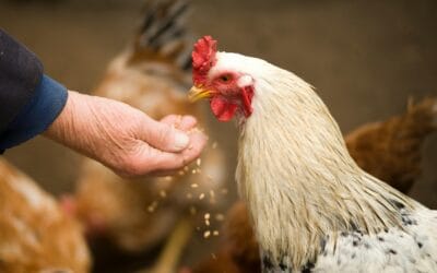 Les graines de lin pour les poules : un superaliment à intégrer dès maintenant