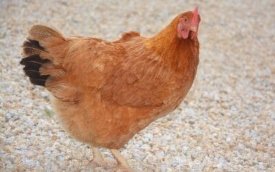 Graine poule pondeuse : le guide complet pour une ponte au top