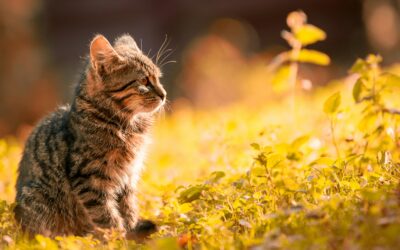 🐱🐔 Chat et poules : comment faire cohabiter ces deux espèces sans risque ?