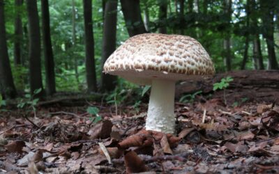 Les poules peuvent-elles manger tous les champignons ? Spoiler : non !
