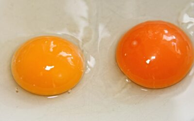 Couleur jaune d’œuf : ce que révèle (vraiment) la teinte de vos œufs