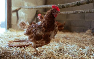 Où adopter des poules de réforme en France ? Le guide complet pour bien démarrer