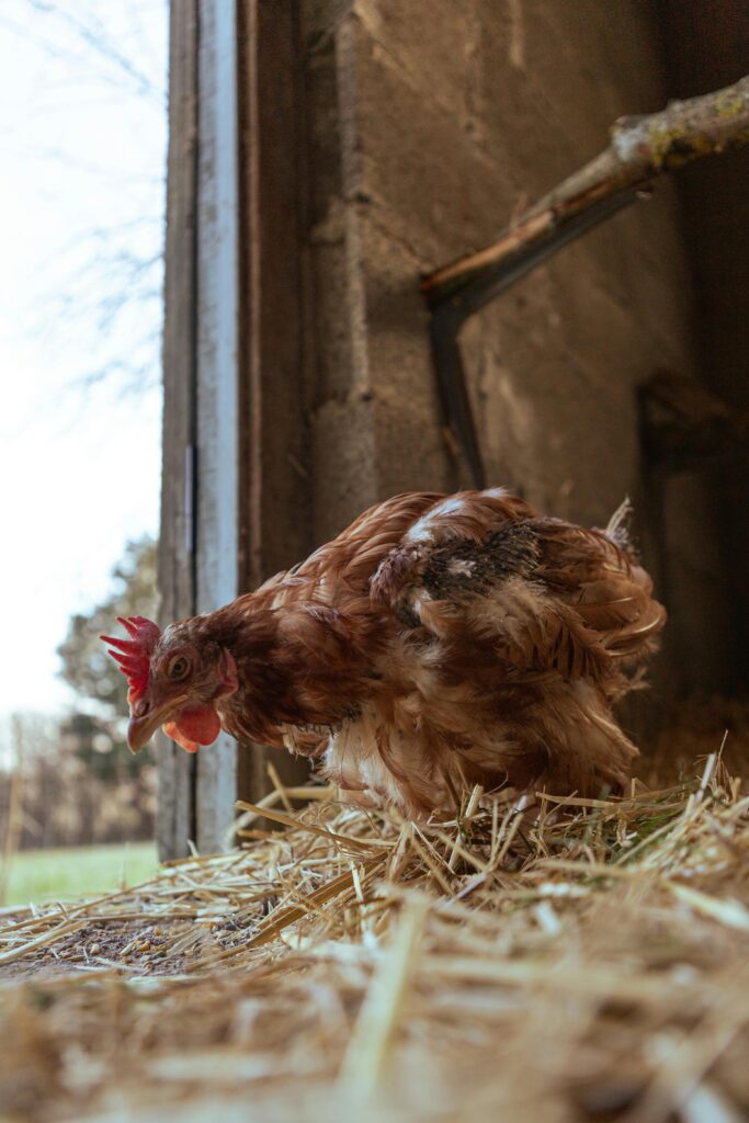 A hen on hay inside a barn, showcasing rural farm life and poultry management.